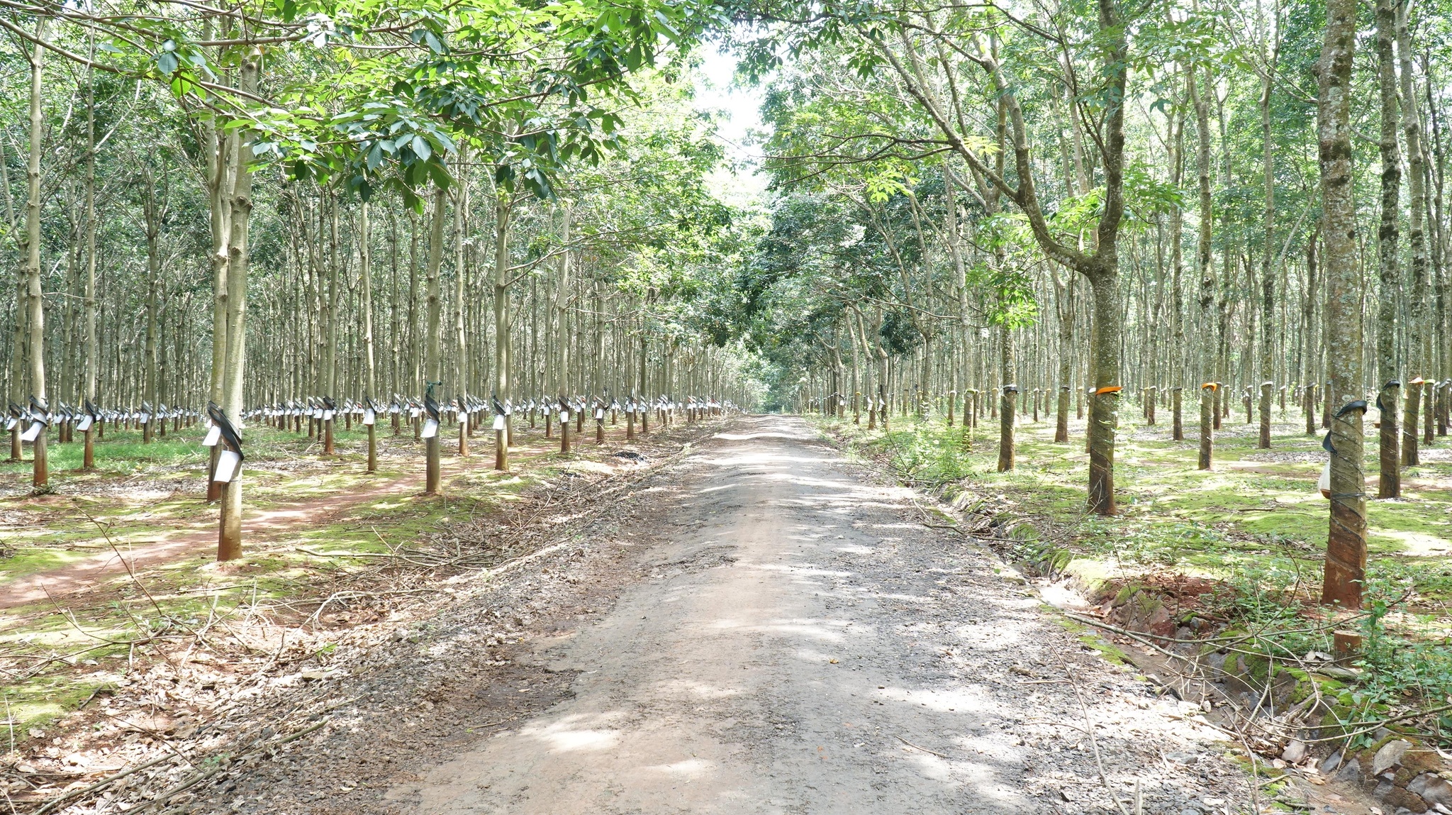 Đưa điện, đường, trường, trạm về thôn bản